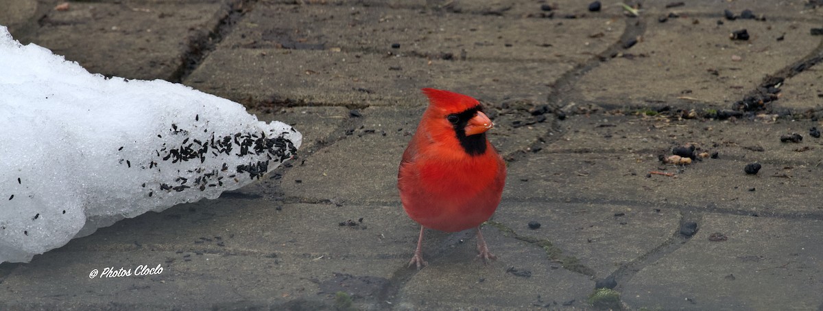 Northern Cardinal - Claudine Théo