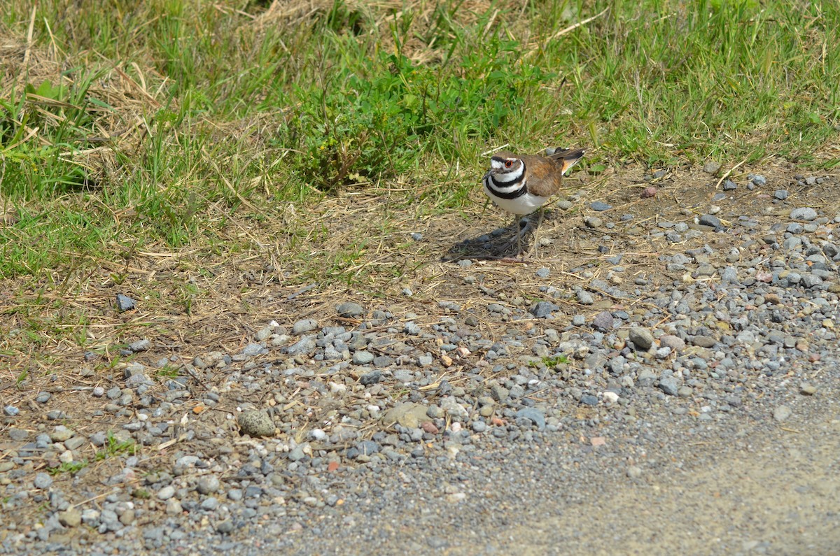 Killdeer - Tricia Van Laar