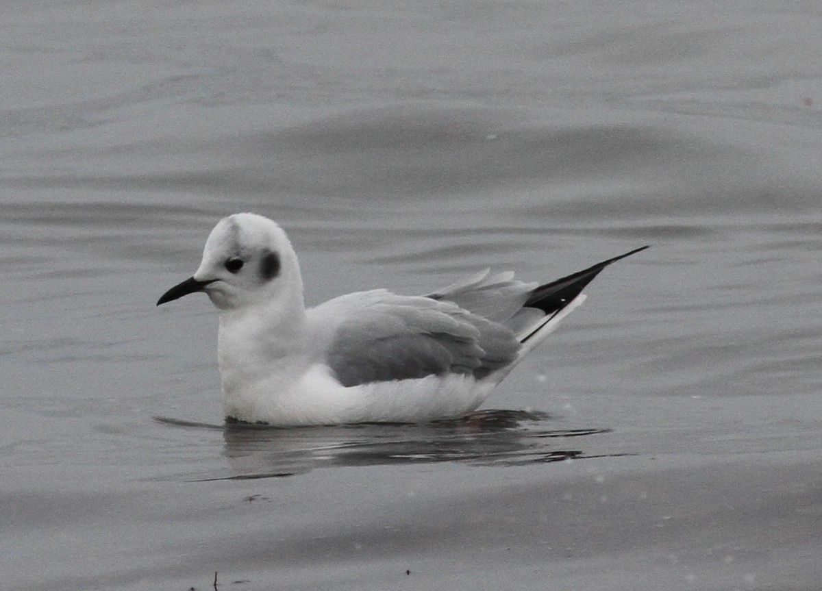 Bonaparte's Gull - ML222398131