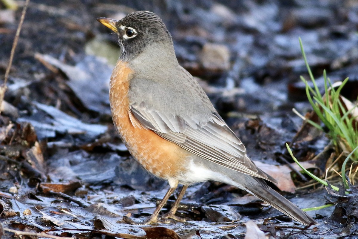 American Robin - ML222399181