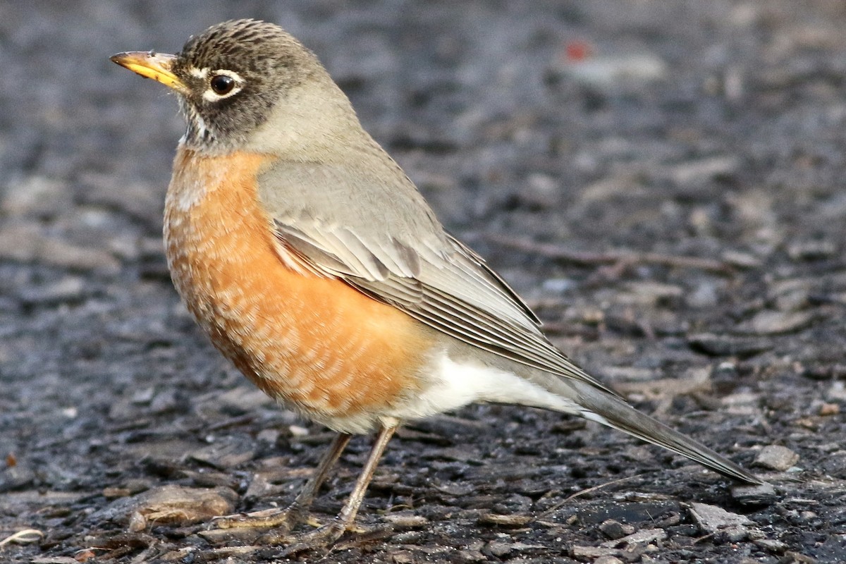 American Robin - ML222399191