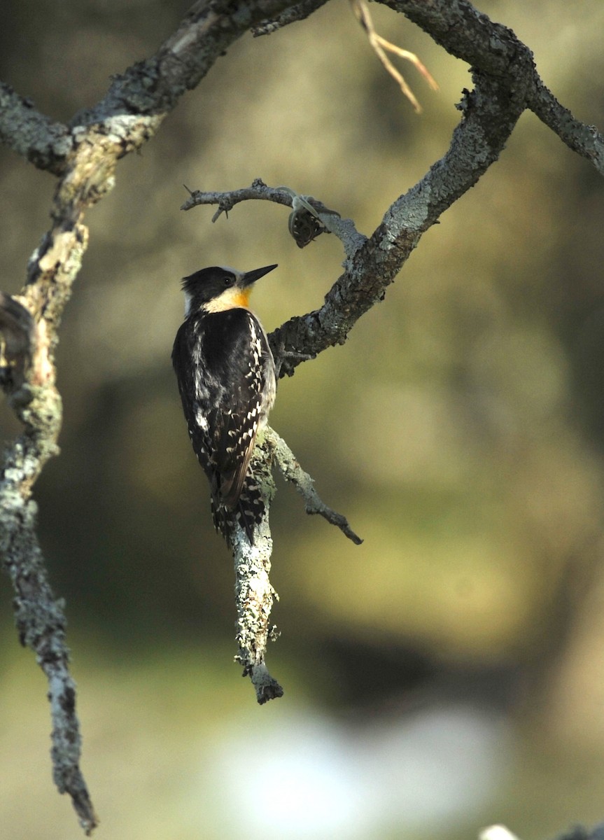 White-fronted Woodpecker - ML222400741