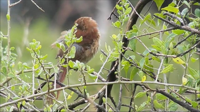 Freckle-breasted Thornbird - ML222401931