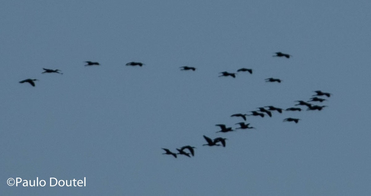 Glossy Ibis - ML222403191