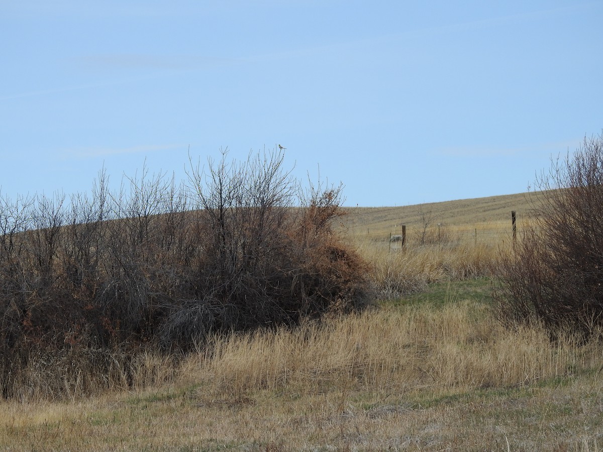 Northern Shrike - ML222403491