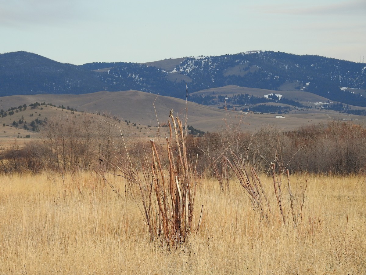 Song Sparrow - ML222403741