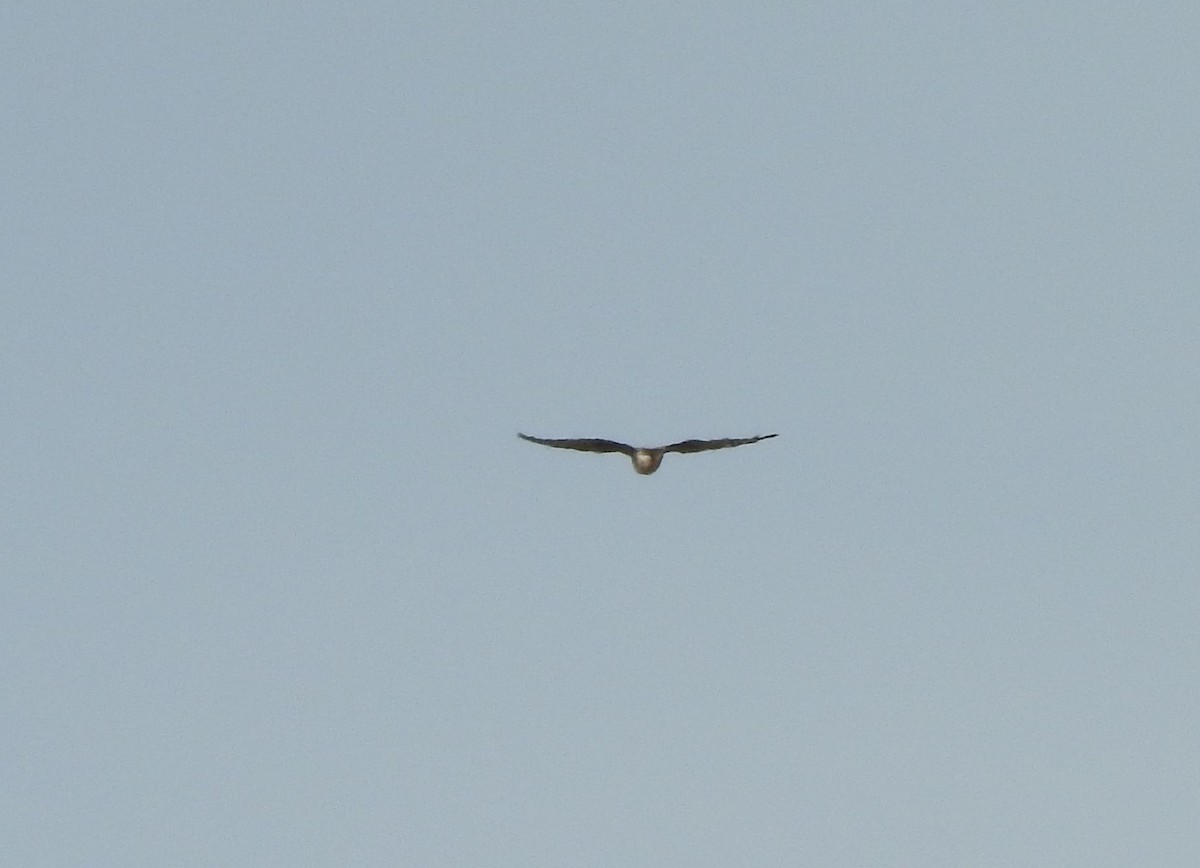 Buteo sp. - ML222403781