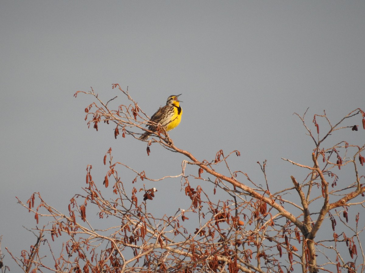 Western Meadowlark - ML222403941