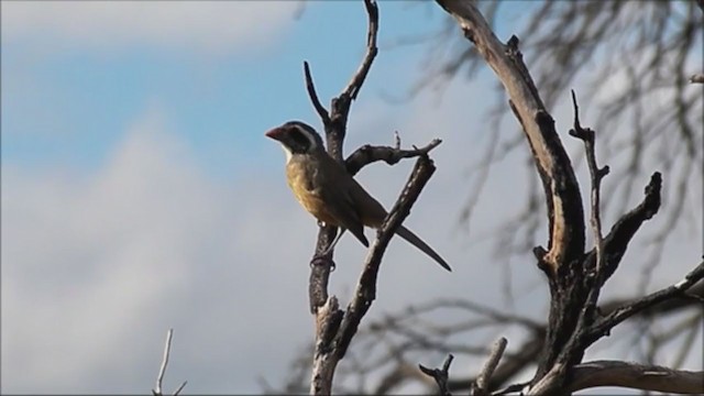 Golden-billed Saltator - ML222405021