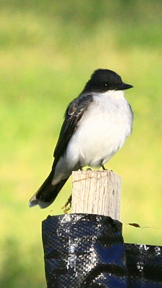 Eastern Kingbird - ML222408541