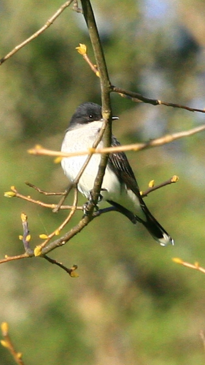 Schieferrücken-Königstyrann - ML222408701