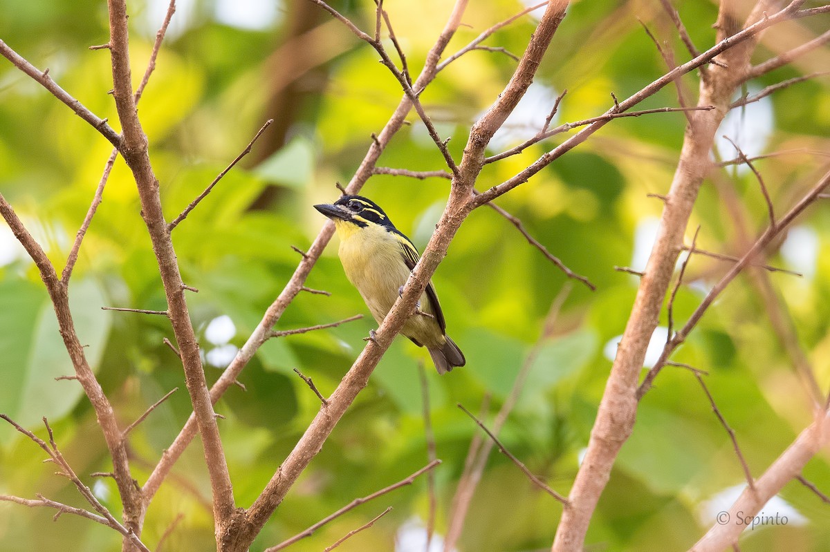 Red-rumped Tinkerbird - Shailesh Pinto