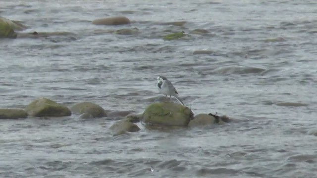 White Wagtail (White-faced) - ML222410971