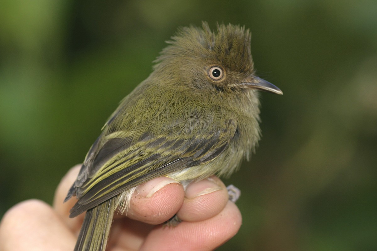 Yungas Tody-Tyrant - ML222412371