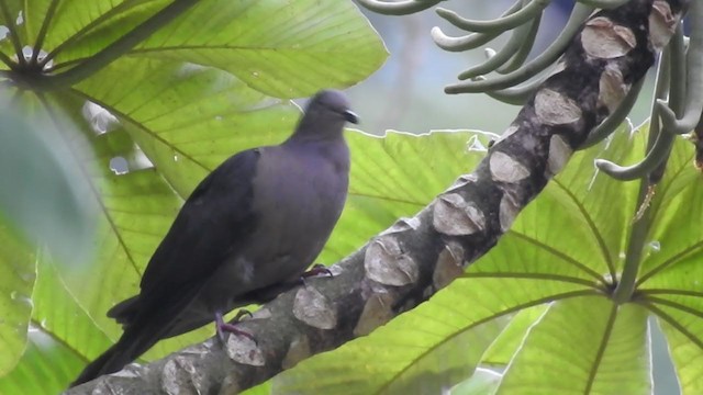 Pigeon plombé - ML222414781