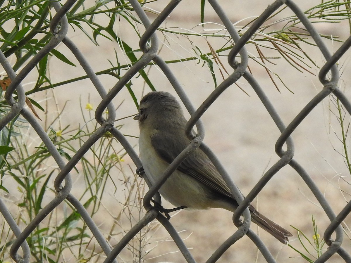 Warbling Vireo - ML222415481