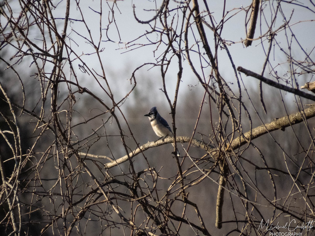 Blue Jay - ML222416361
