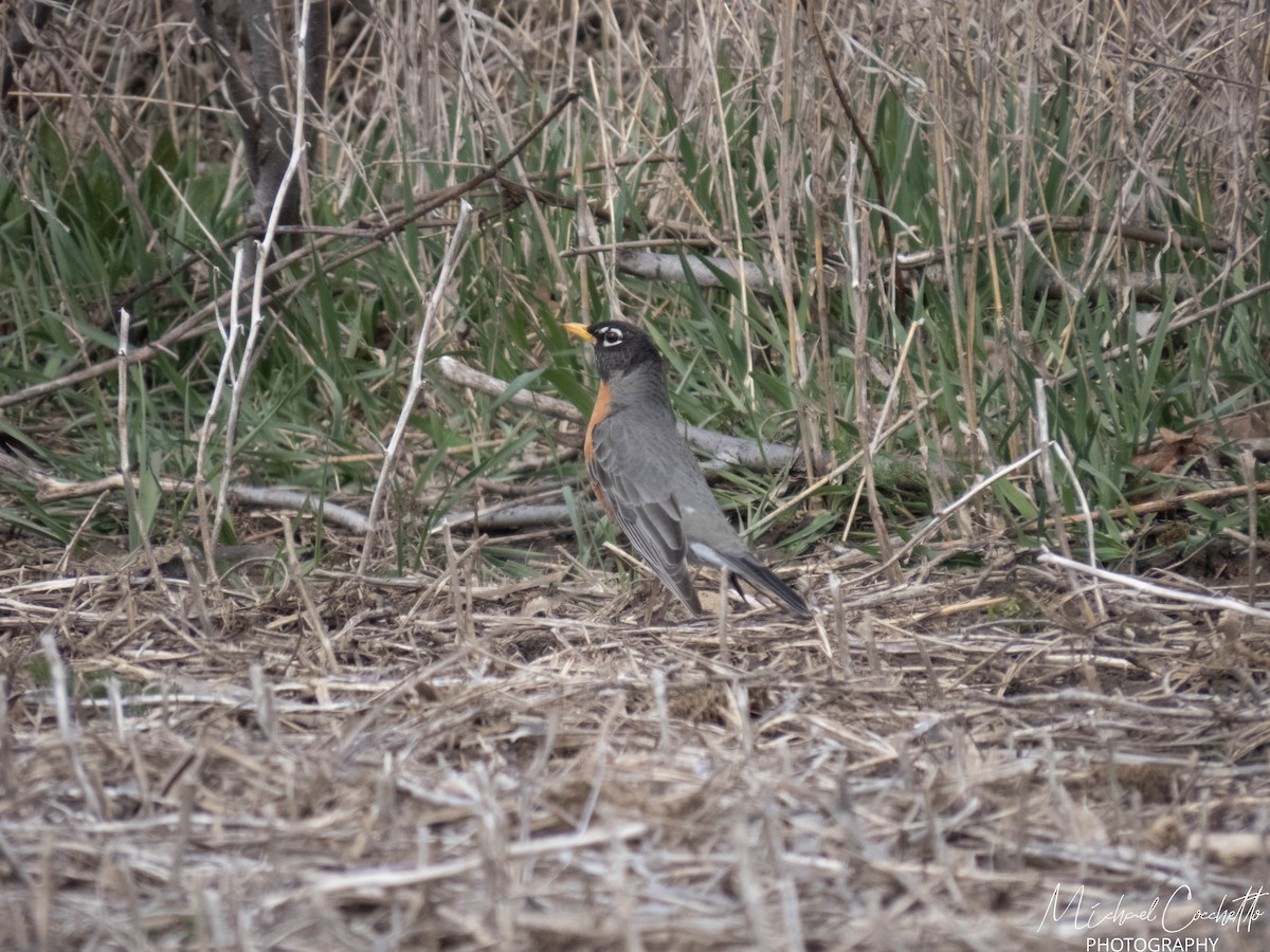 American Robin - ML222416381