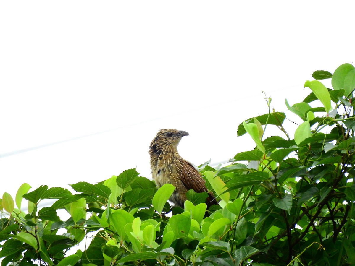 Lesser Coucal - ML222416801