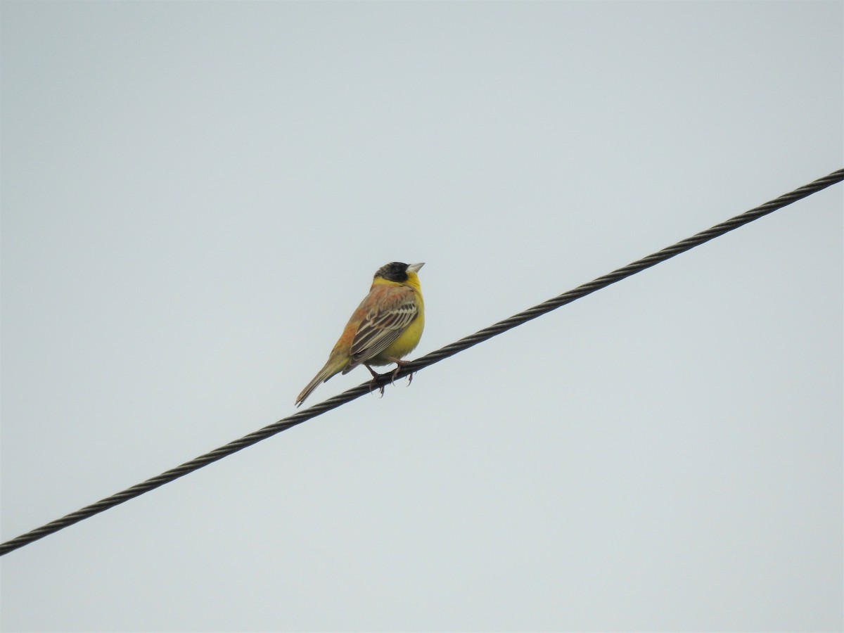 Black-headed Bunting - ML222418901