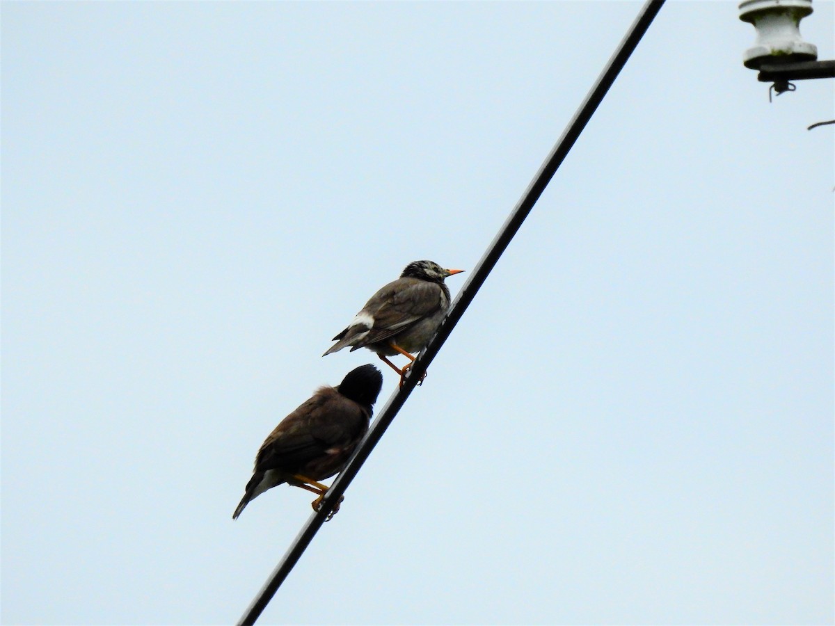 White-cheeked Starling - ML222419431