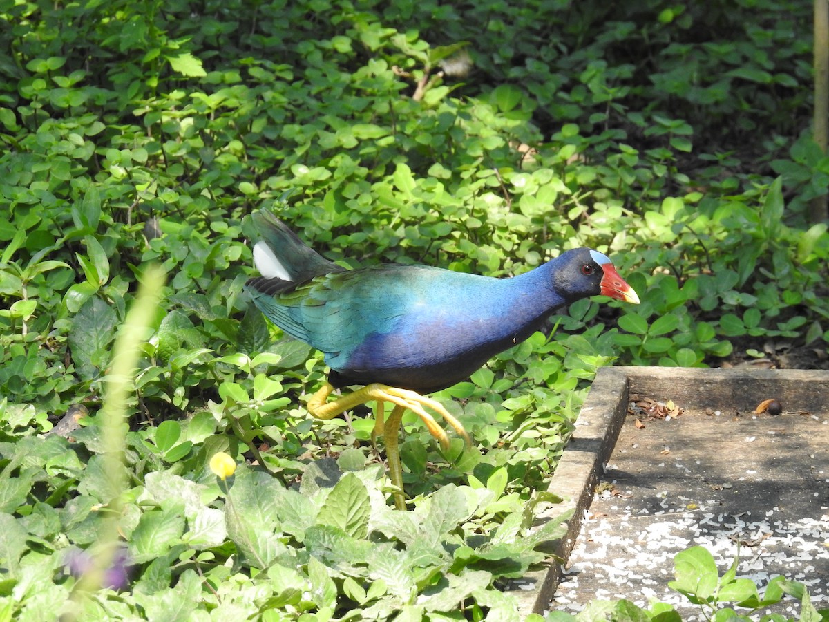 Purple Gallinule - ML222419701