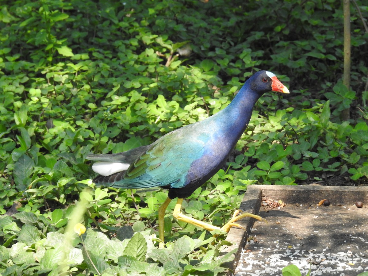 Purple Gallinule - ML222419721