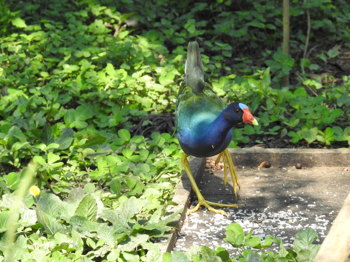 Purple Gallinule - ML222419741