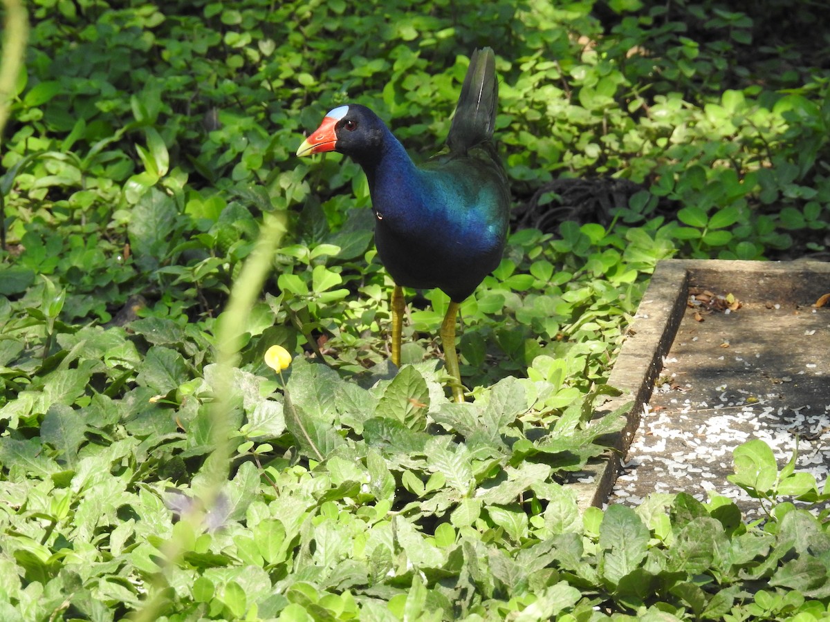 Purple Gallinule - ML222419801