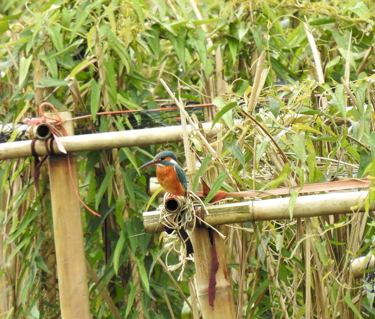 Common Kingfisher - Stanley Su