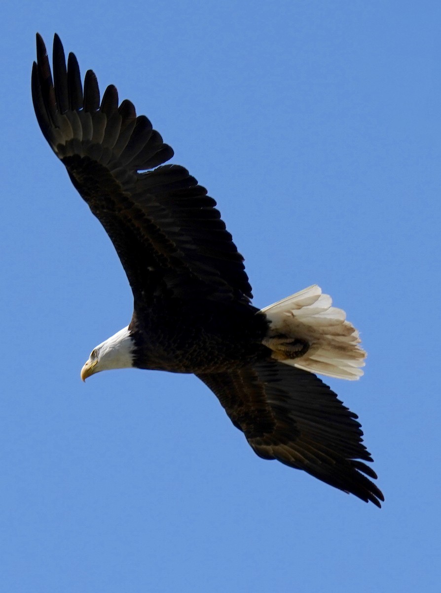 Bald Eagle - ML222420211