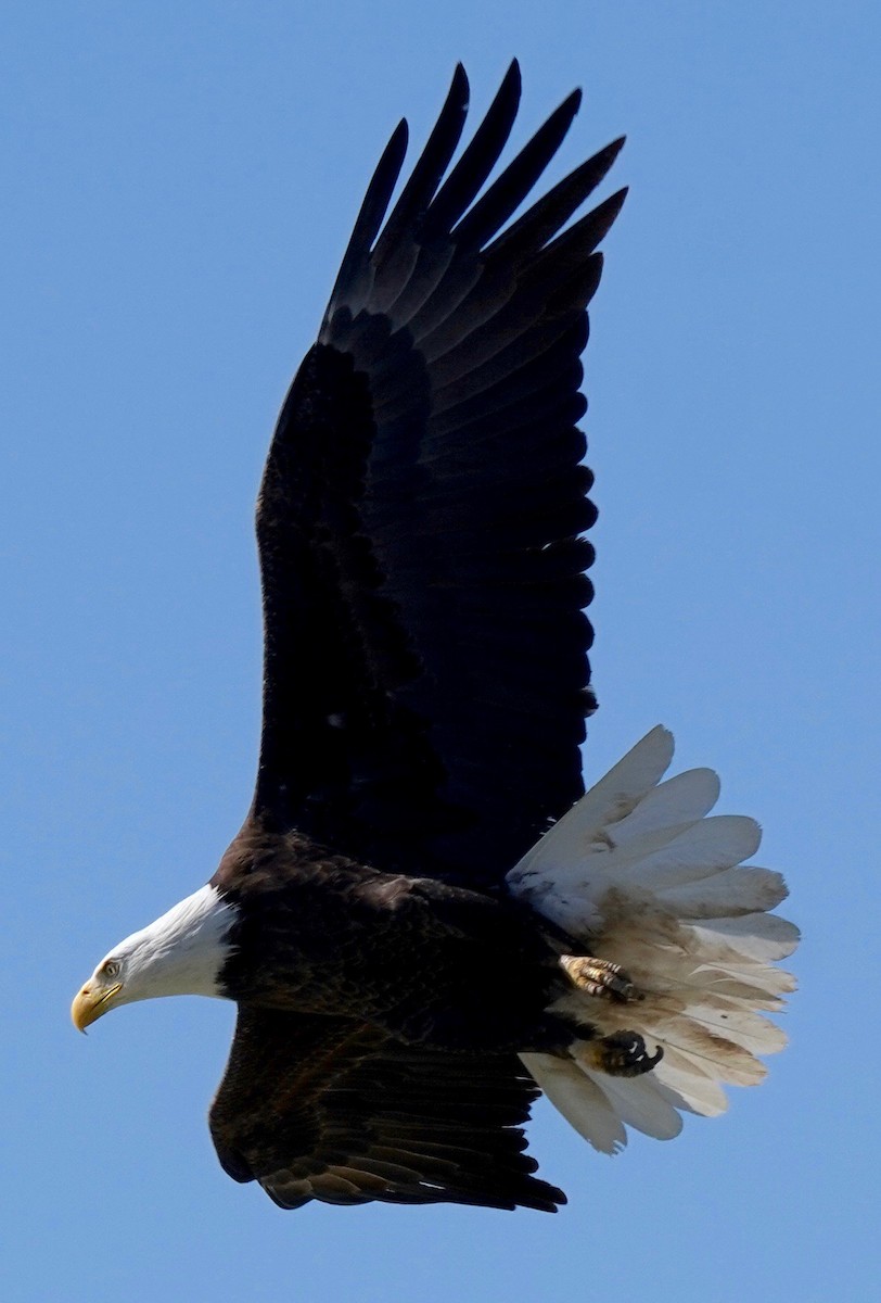Bald Eagle - ML222420271