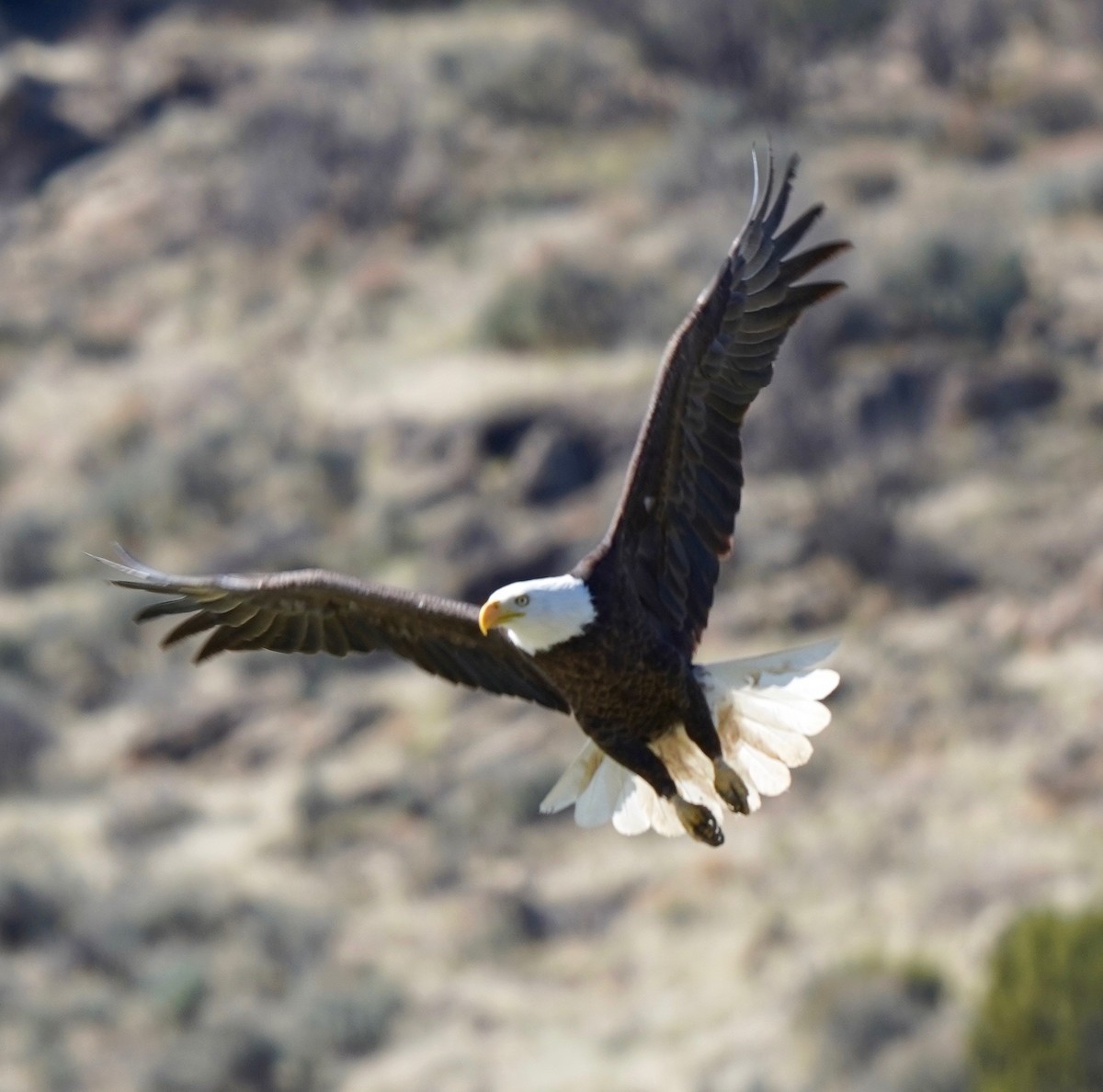 Bald Eagle - ML222420351