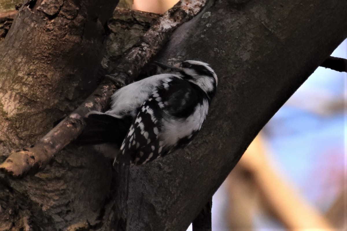 Downy Woodpecker - ML222421091