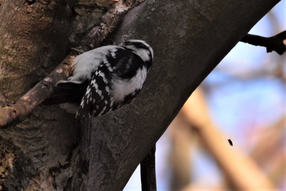 Downy Woodpecker - ML222421111