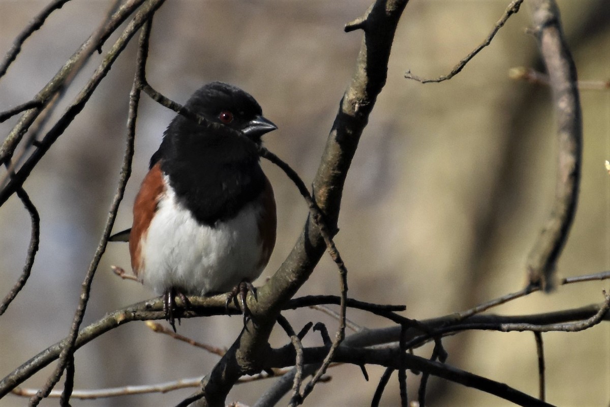 Eastern Towhee - ML222421221