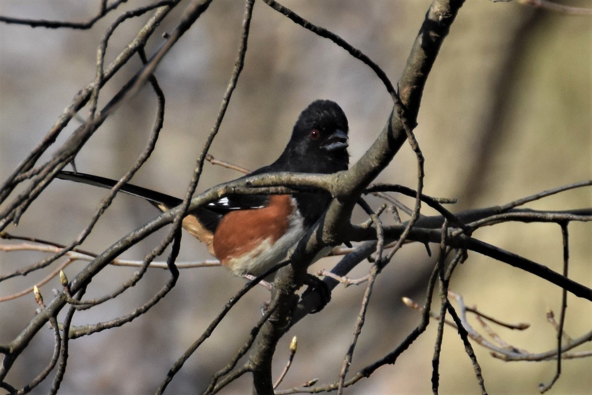 Eastern Towhee - ML222421231