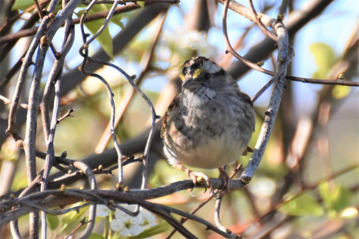 White-throated Sparrow - ML222421311