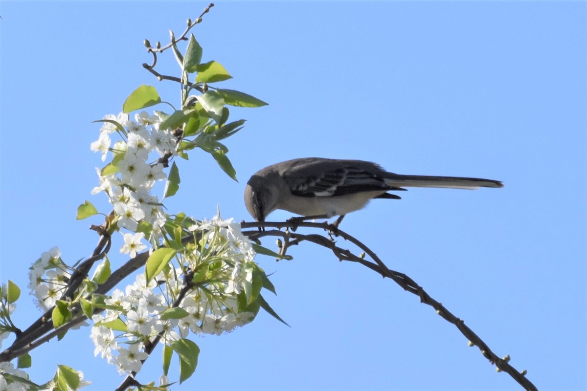 Northern Mockingbird - ML222421401