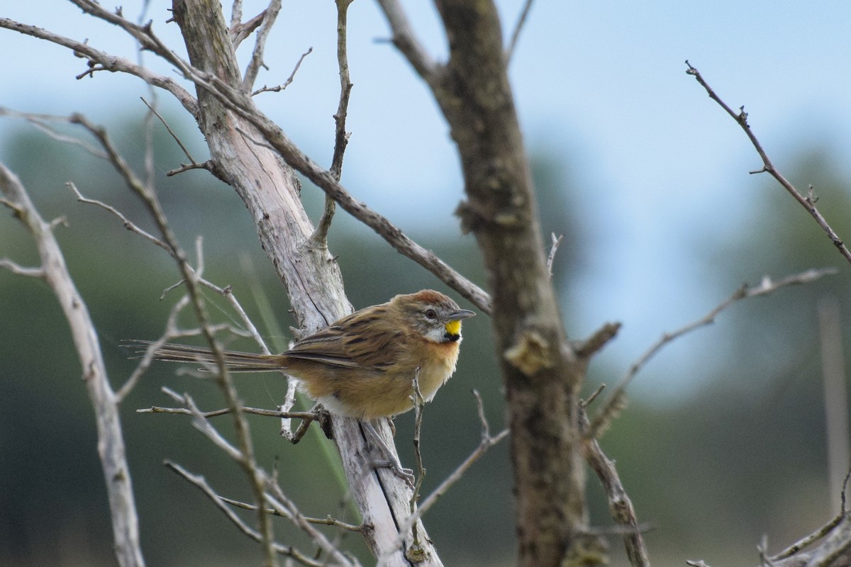 Chotoy Spinetail - Joel Martinez