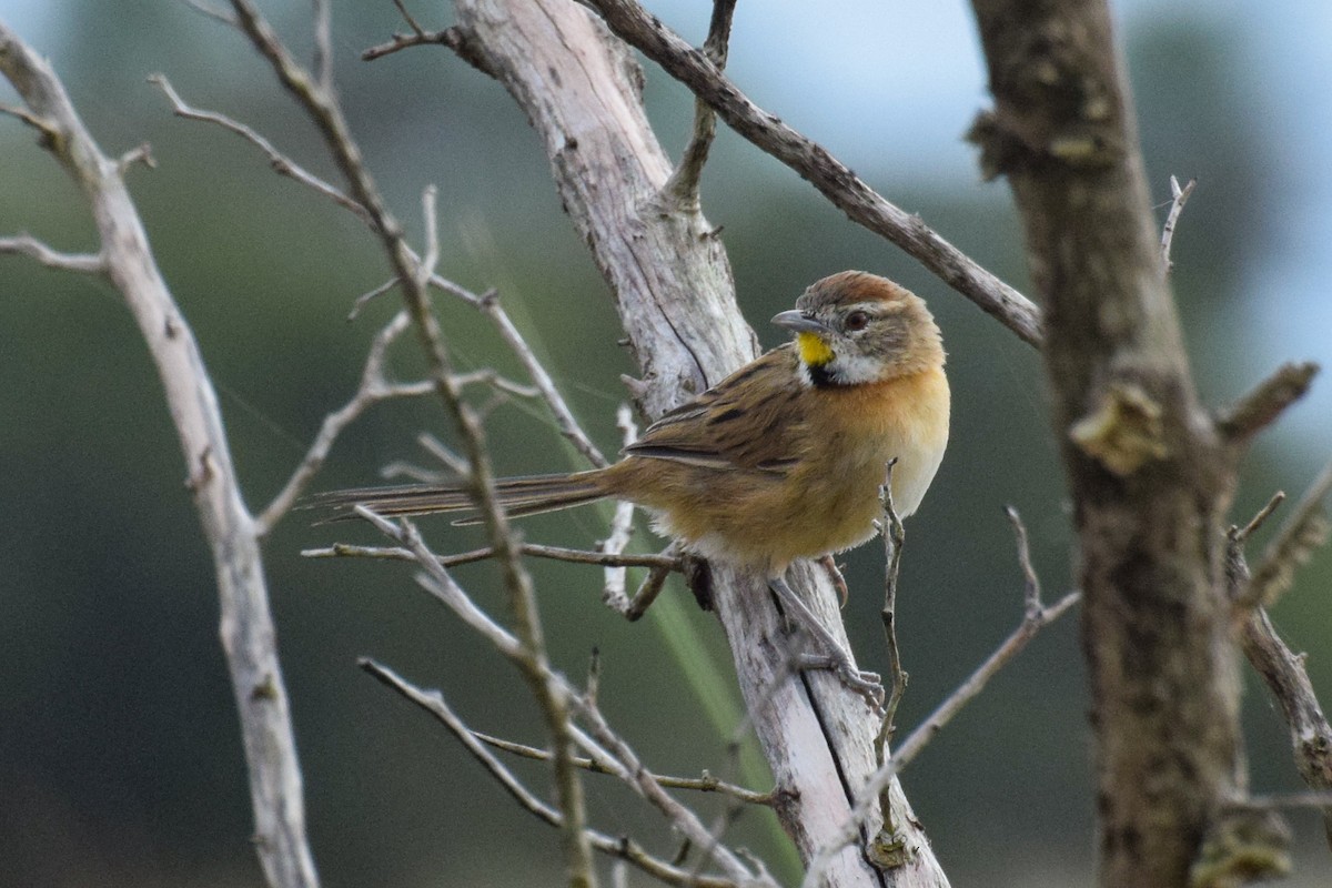 Chotoy Spinetail - ML222421531