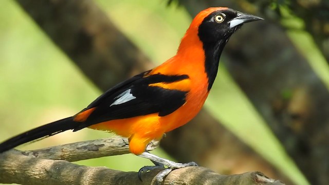 Orange-backed Troupial - ML222421581