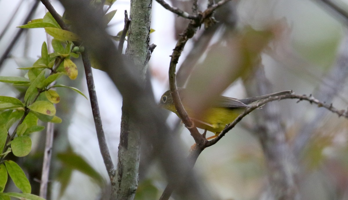 Canada Warbler - ML222428421