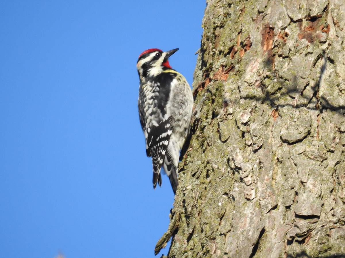 Yellow-bellied Sapsucker - ML222428491