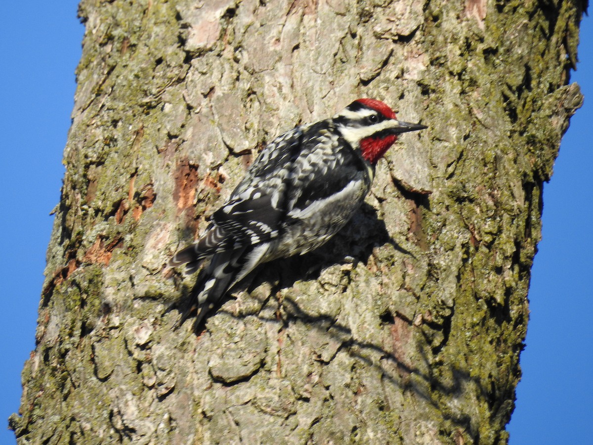 Yellow-bellied Sapsucker - ML222428521