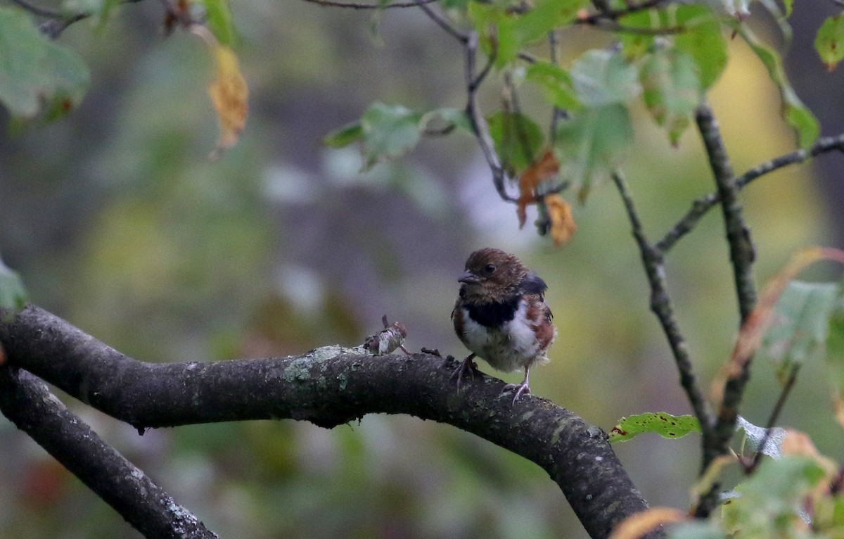 Eastern Towhee - ML222429351