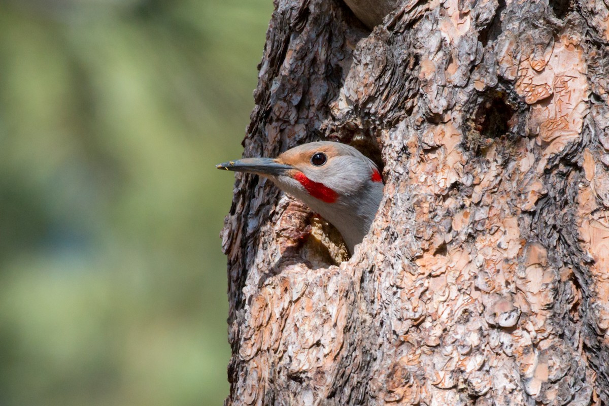 Northern Flicker (Yellow-shafted x Red-shafted) - ML222430141