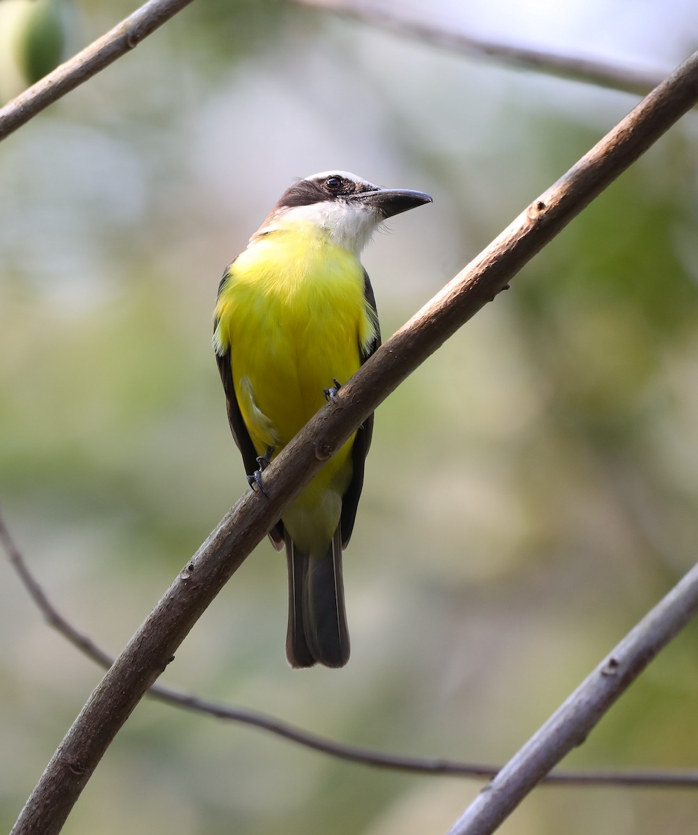 Boat-billed Flycatcher - Isaias Morataya