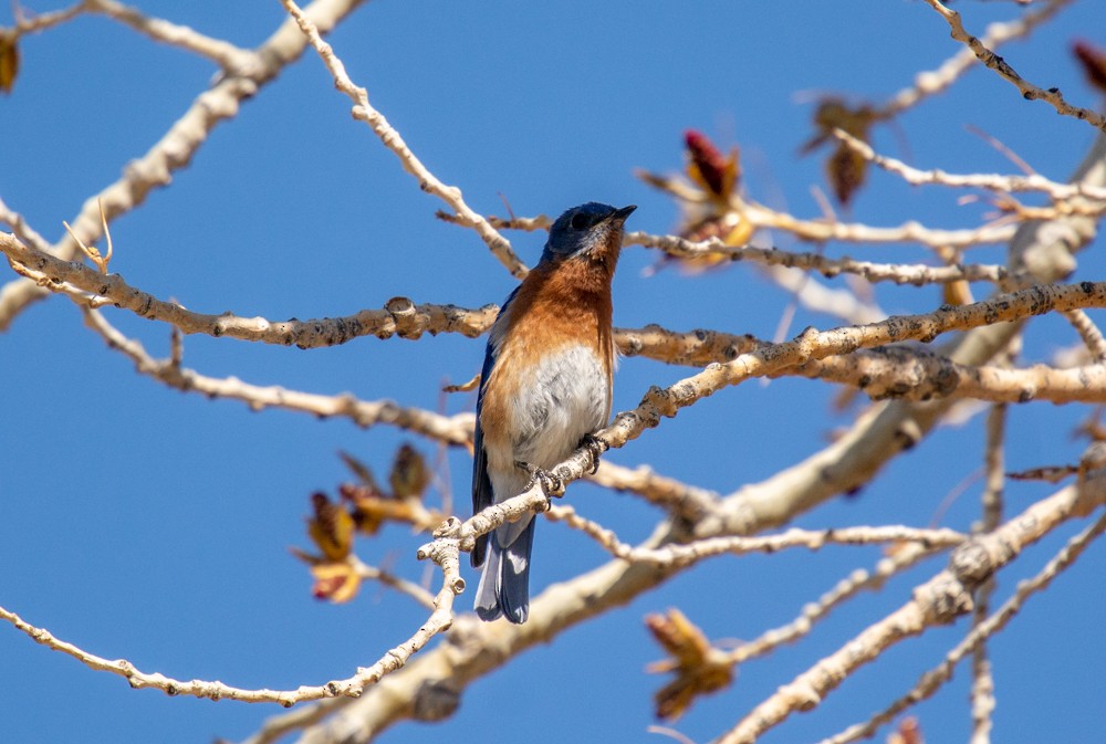 Eastern Bluebird - ML222430281