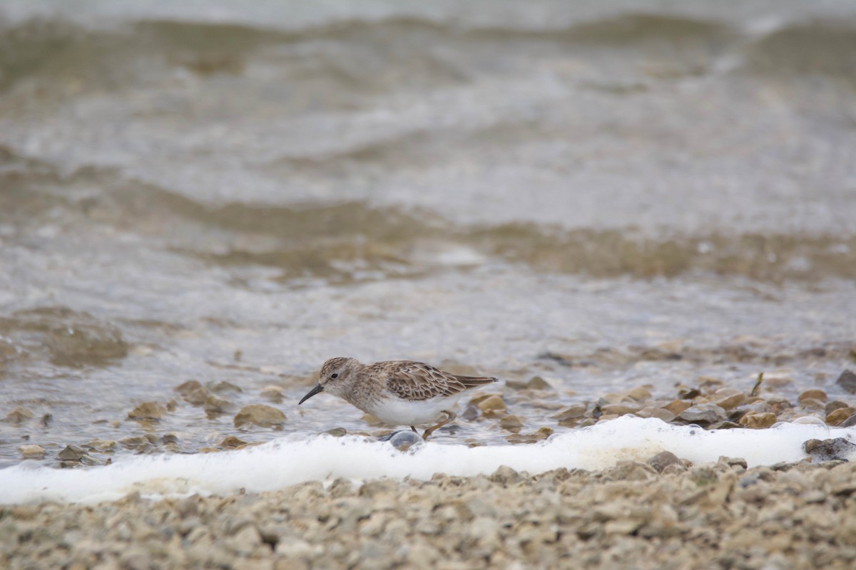 Least Sandpiper - ML222430421